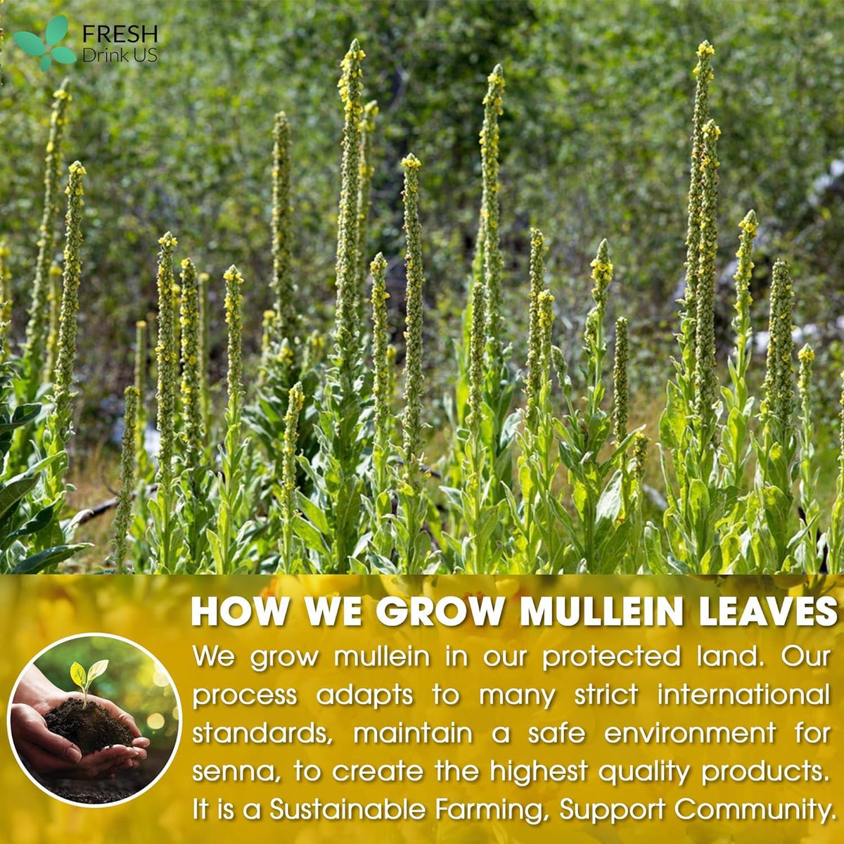 Mullein Leaf Tea Bags