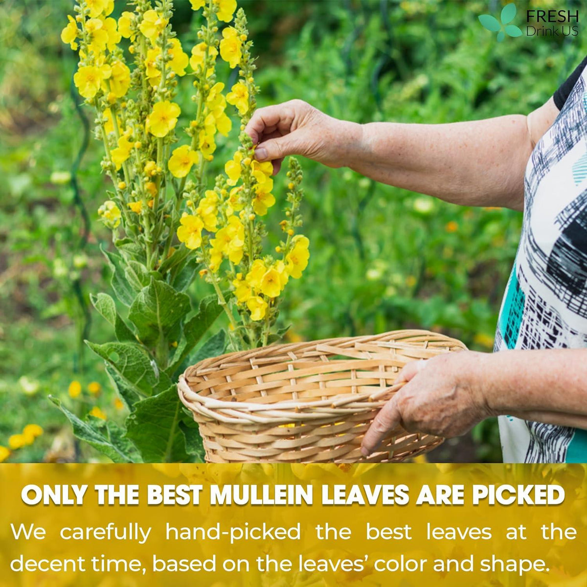 Mullein Leaf Tea Bags